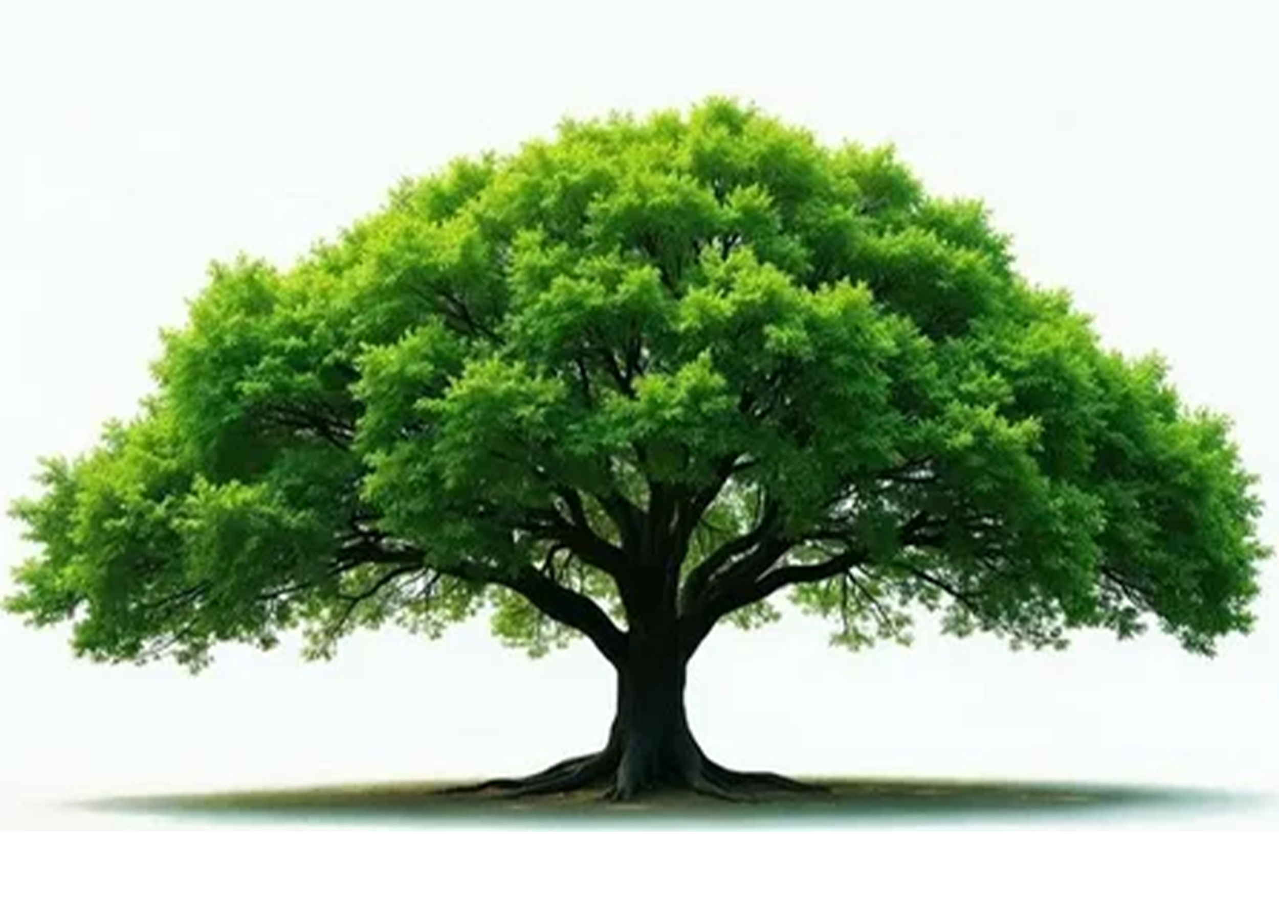 Arbore genealogic